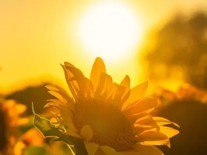 I Am Radiant: Release & Arrive (Day 1/14 · Radiance Journey)