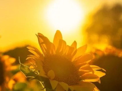 I Am Radiant: Rise & Align (Day 3/14 · Radiance Journey)
