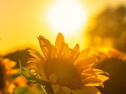 I Am Radiant: Spark & Settle (Day 12/14 · Radiance Journey)