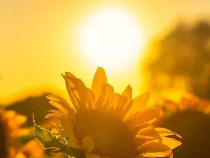I Am Radiant: Tend The Fire (Day 5/14 · Radiance Journey)