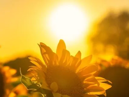 I Am Radiant: Tense & Release (Day 8/14 · Radiance Journey)