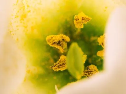 I Am Ready To See: Council Beyond Veil, Psychic Initiation