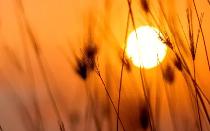 I Am Safe (Daily Affirmation)