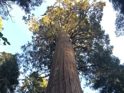 "I Am Safe" With Feminine Embodiment