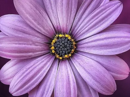 "I AM Spoken Word" From Reveal Your Purpose Meditations