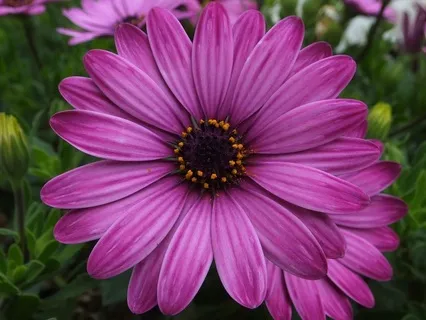 I Am That: So Hum... Journey To Inner Harmony