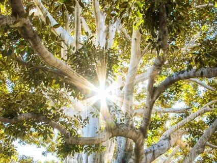 I Am The Awareness In Which This Is Arising, Blue Star