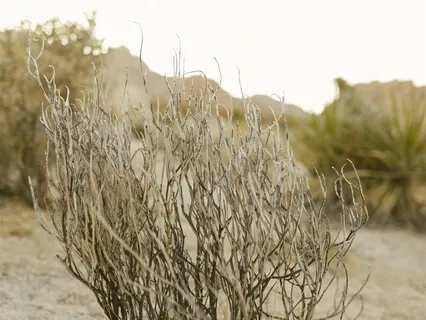 I Am The Flame (Medicine Song For Truth)