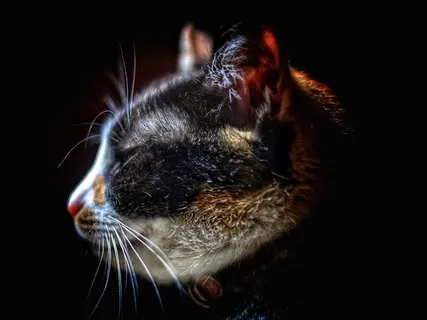 I Am The Snoring Cat