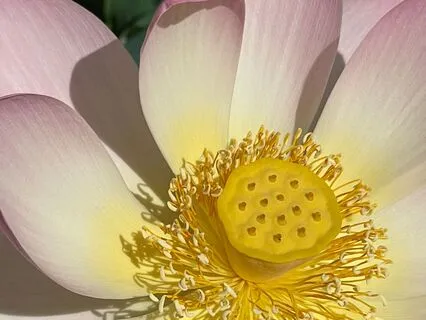 I Am Willing (intro + Affirmations)