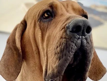 I Am Wilma, The Snoring Dog