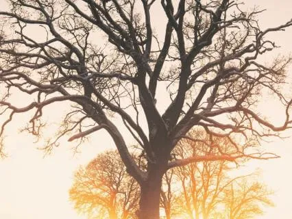 I Am Wise And Worthy - For Women In Midlife And Beyond