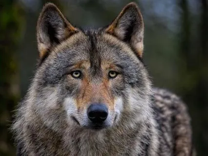 I Am Wolf - Names And Archetypes