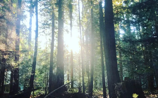 I AM Yoga Nidra For Grief & Insomnia