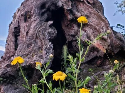 I AM Yoga Nidra For Relaxing And Letting Go