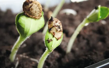 I AM Yoga Nidra: I Send Peace & Love 