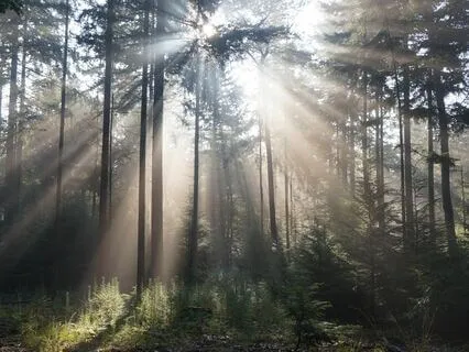 I AM Yoga Nidra™ Midday Reset