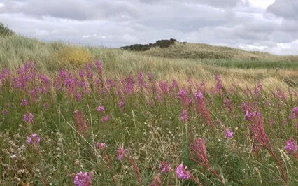 I Am Yoga Nidra: Physical Healing And Regeneration