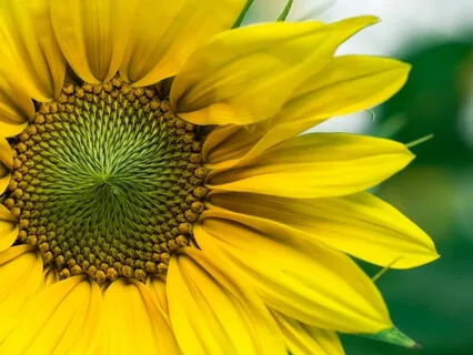 I Am Yoga Nidra: Polarity And Balance