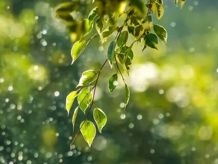 I Am Yoga Nidra: Safe Place