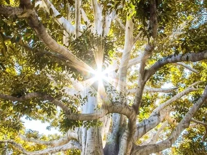 Remember That You Belong