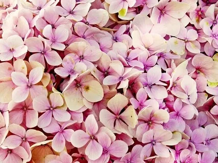 I Can, I See, I Am: Manifesting Abundance