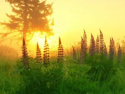 I Can Make It Through This Day