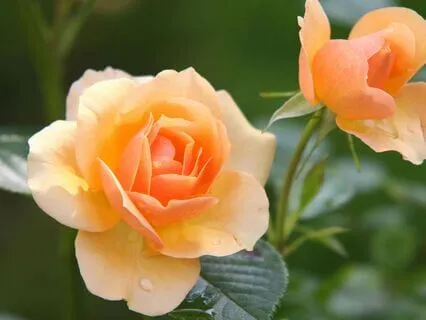 I Can See A Better Day