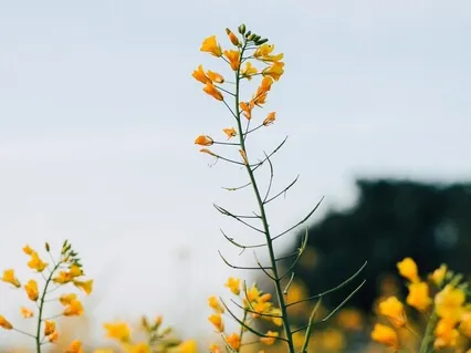 I Can See You - Song & Poem