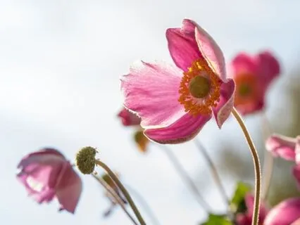 Contemplating Humility - Tao Wisdom - I-Ching 15