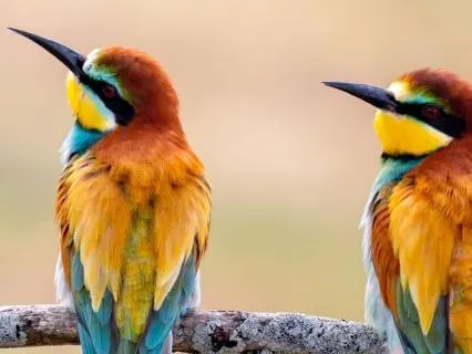 I-Ching Forecast For The Year 2026 - Tao Wisdom