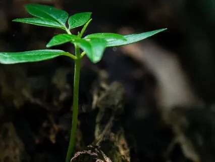 Contemplating 'Initial Adversity' - Tao Wisdom - I-Ching 3