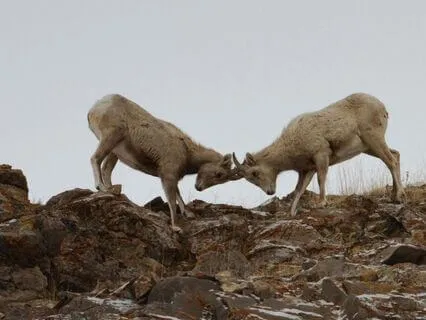 Contemplating Conflict - Tao Wisdom - I-Ching 6