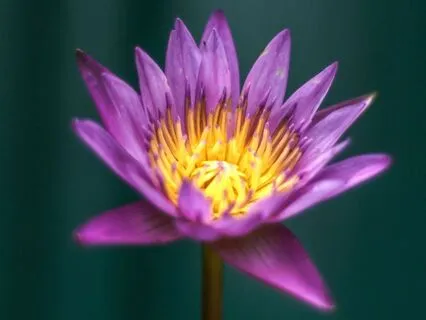 I-Ching & Tao Wisdom For August 2025