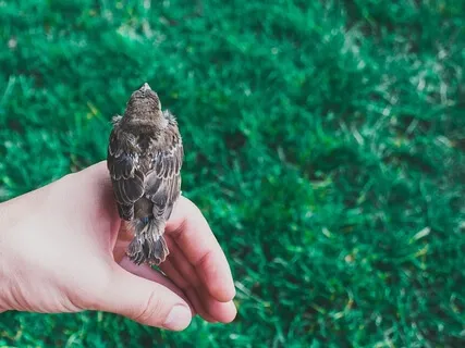 I Choose To Be Gentle - Trauma Informed