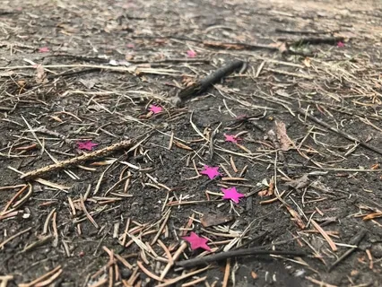 I Close My Eyes To See The Stars