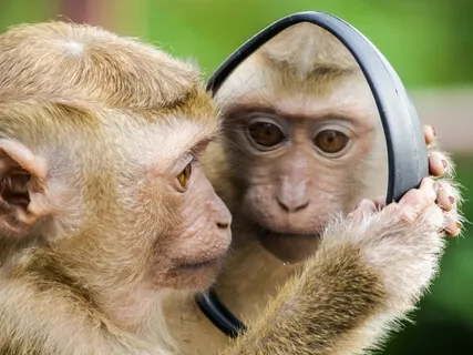 I Contain Multitudes - S.O.S. Complex PTSD Fragmented Self