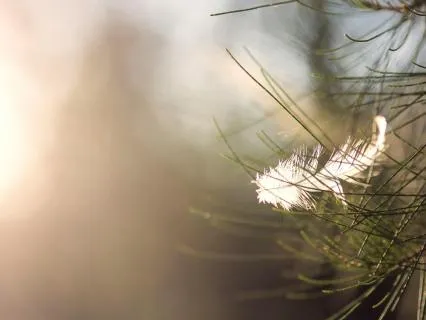 I Embody My Divine Blueprint | Embracing My Divine Essence