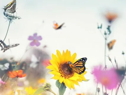 Feel Your Emotions: A Guided Heart Opening Meditation