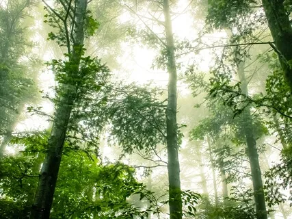 Mantra Of Gratitude And Joy: I Find My Joy