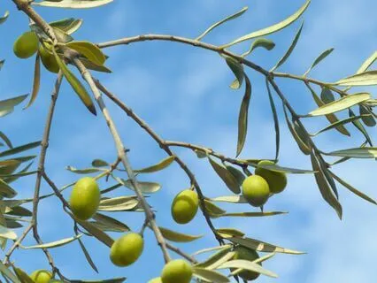 I Forgive Easily- Affirmation Song