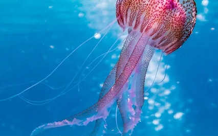 I Found Joy – As A Jellyfish (And Other Aquatic Animals) 