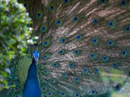 I Fulfill All My Goals And Dreams