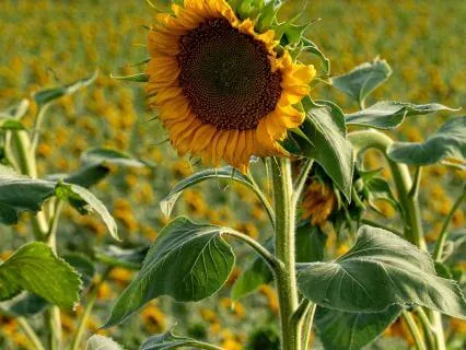 Poem: I Go To A Shala