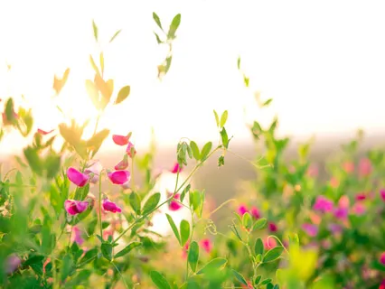 I Have Compassion - Day 9