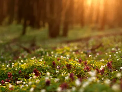 I Have Never Noticed The Springing Of Spring In Such A Profound Way Before