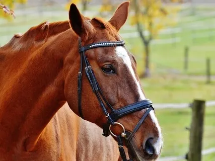 I Have Rights - Trauma Informed