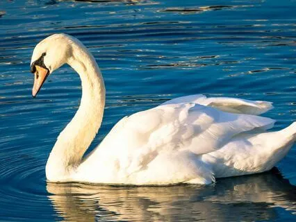 I Let Go And Allow Peace To Guide Me