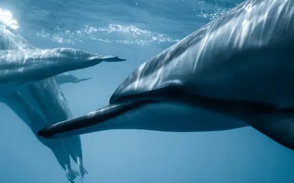 I Love Myself - 528Hz Healing Self Love Frequency Meditation