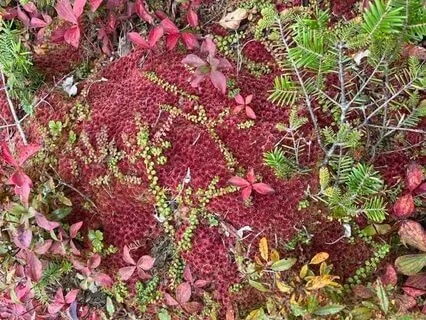 I'm Unlovable: Experiences With Core Deficiency Beliefs